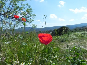 psihoterapie experientiala