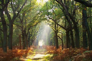 Psiholog Bucuresti, alianta terapeutica, psihoterapie